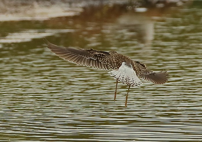 Wood Sandpiper