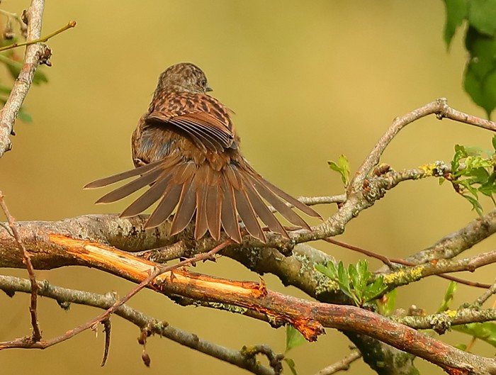 Dunnock