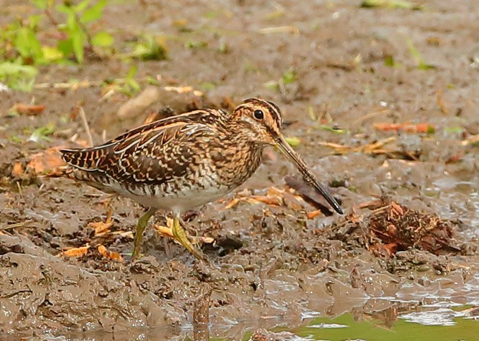 Snipe