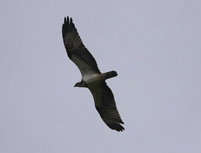 Osprey
