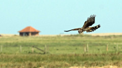 Hen Harrier