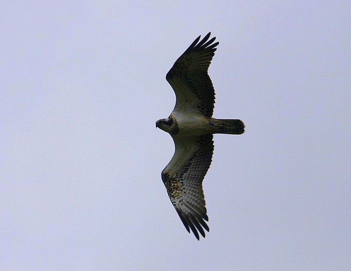 Osprey