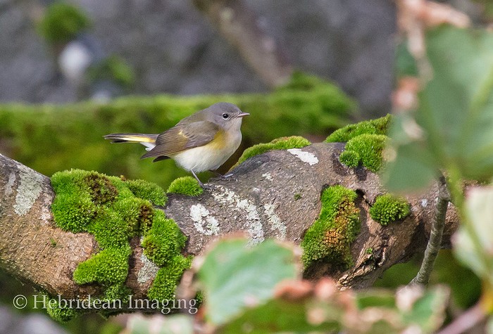 American Redstart