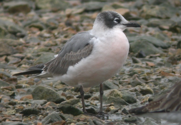 Franklin's Gull