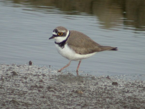 Little Ringed Plover