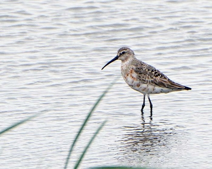 Curlew Sandpiper