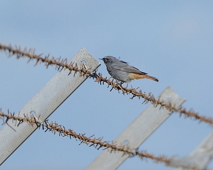Black Redstart