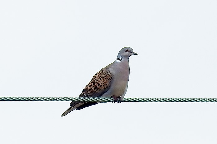 Turtle Dove