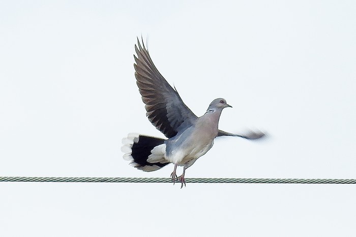 Turtle Dove
