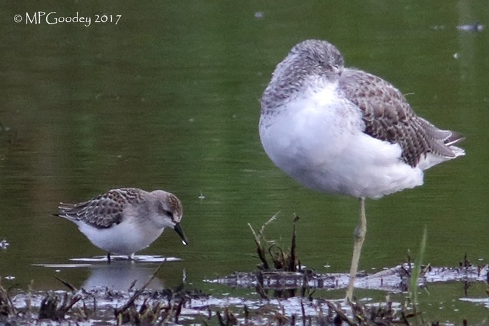 Semipalmated Sandpiper