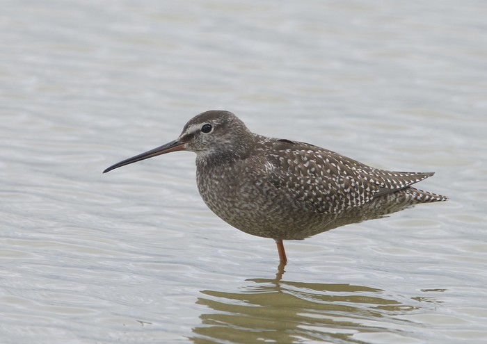 Spotted Redshank