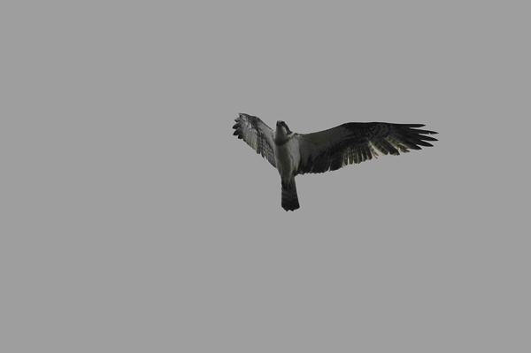Osprey