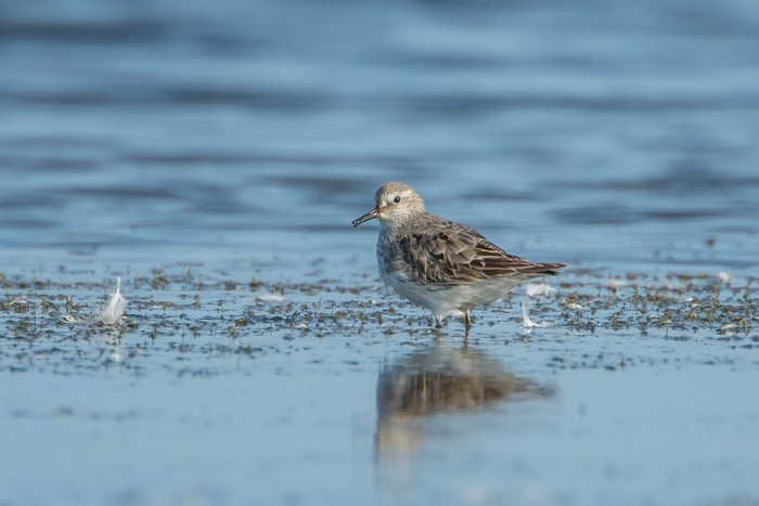 White-rumped Sandpiper