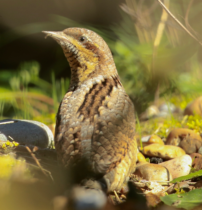 Wryneck