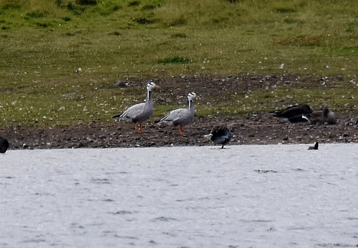 Bar-headed Goose