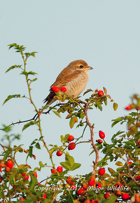 Red-backed Shrike