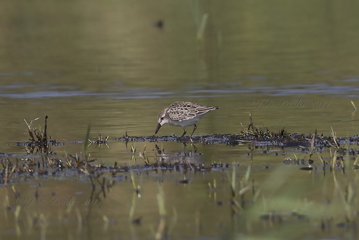 Semipalmated Sandpiper