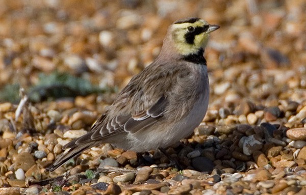 Shorelark