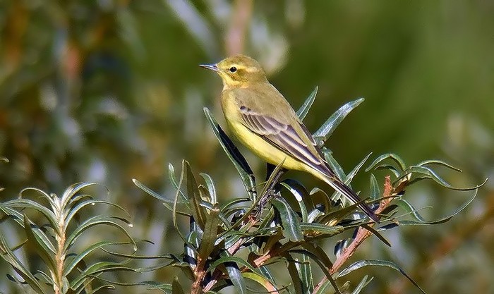 Yellow Wagtail