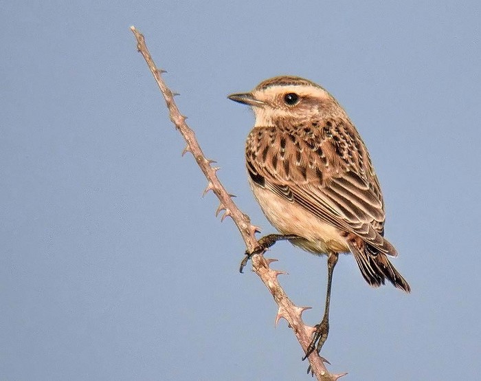 Whinchat