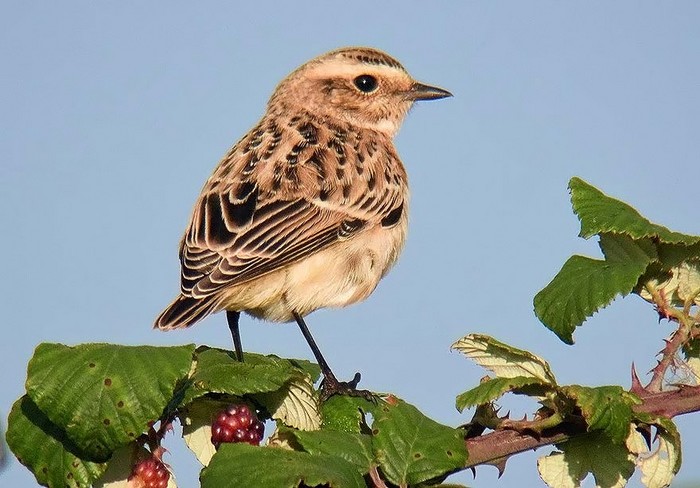 Whinchat