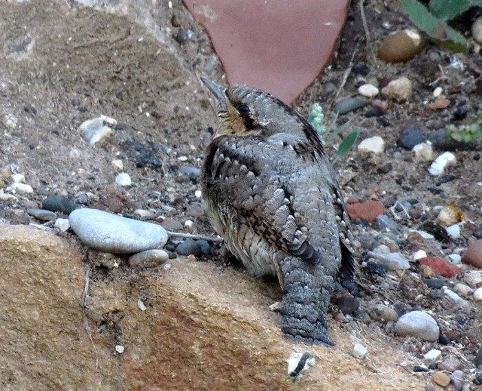 Wryneck