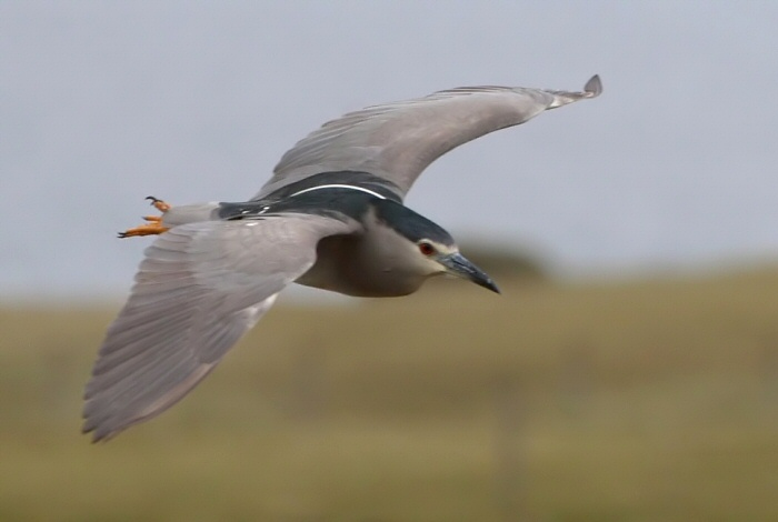 Night Heron
