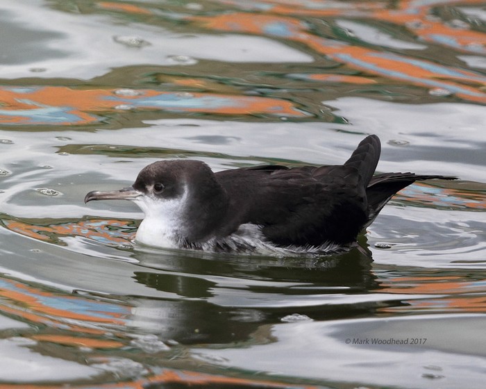 Manx Shearwater