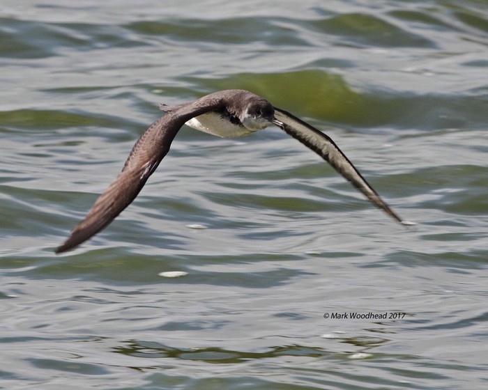 Manx Shearwater