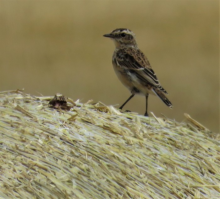 Whinchat