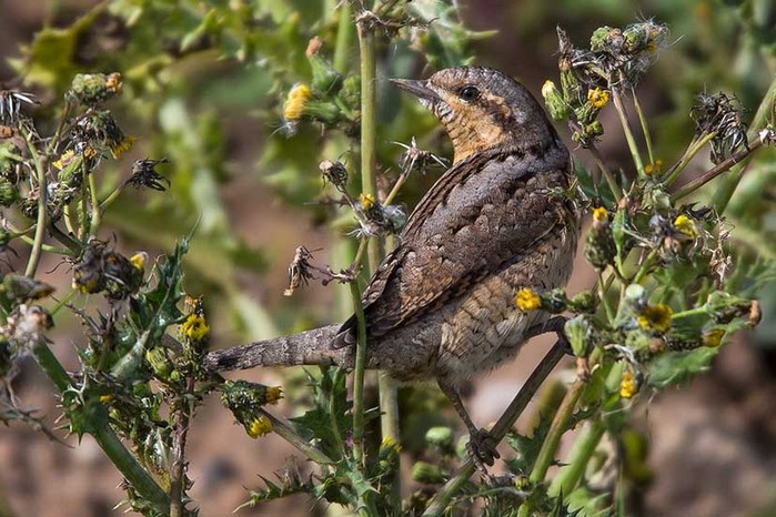 Wryneck