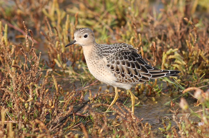 Buff-breasted Sandpiper