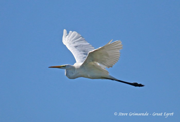 Great White Egret
