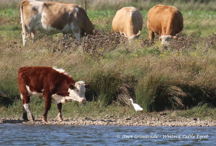 Cattle Egret