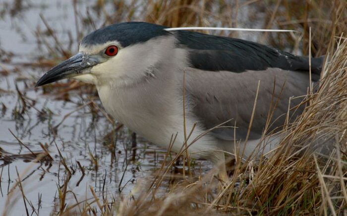 Night Heron