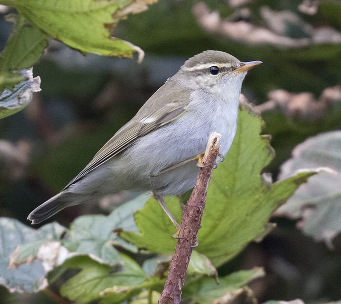 Arctic Warbler