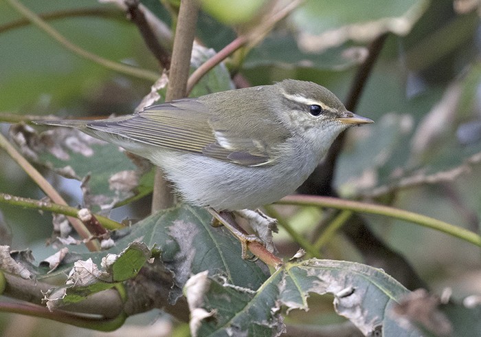 Arctic Warbler