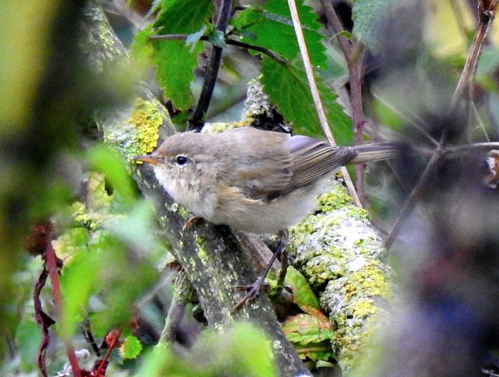 Chiffchaff