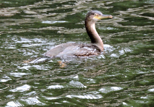 Shag