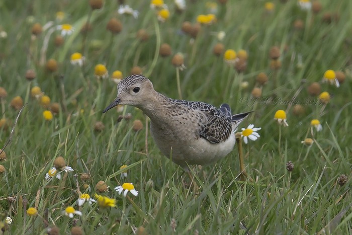 Buff-breasted Sandpiper