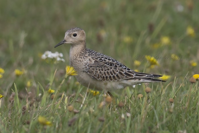 Buff-breasted Sandpiper