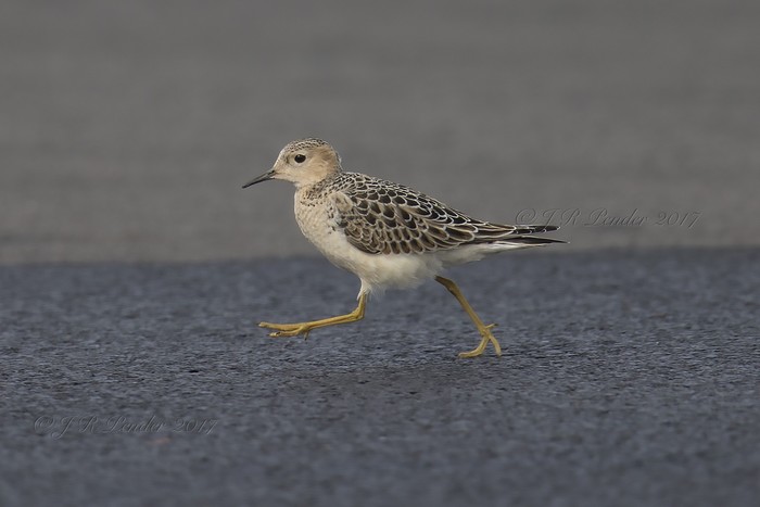 Buff-breasted Sandpiper