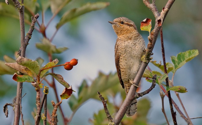 Wryneck