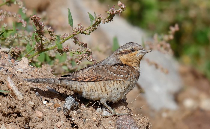 Wryneck