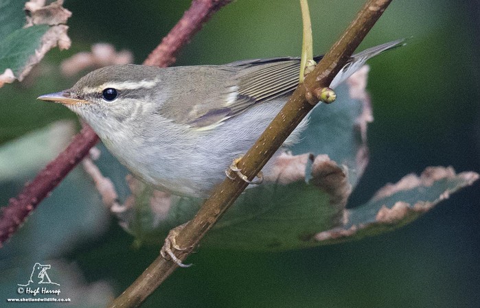 Arctic Warbler