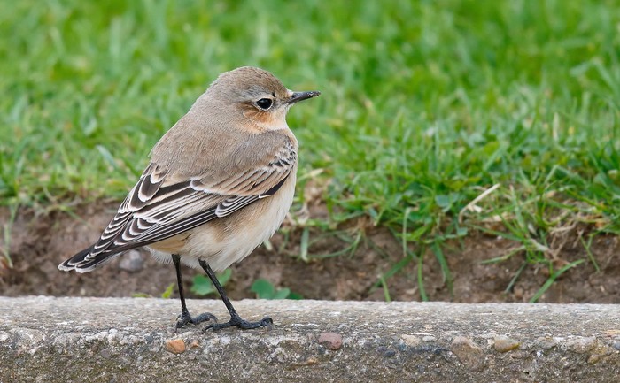 Wheatear