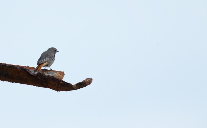 Black Redstart