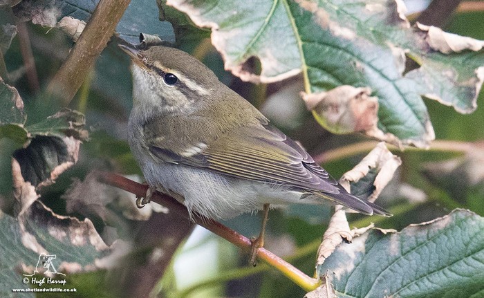 Arctic Warbler