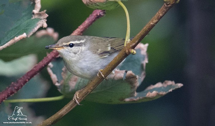 Arctic Warbler