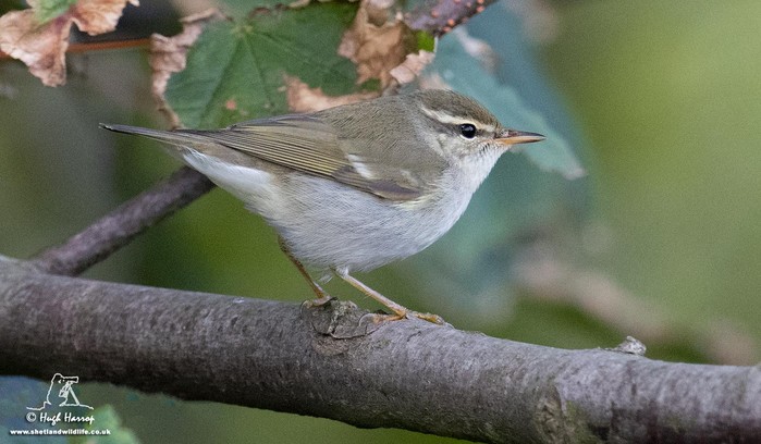 Arctic Warbler